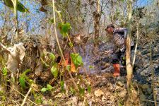 Kebakaran Hutan Jati di Ngawi Baru Padam 2 Hari, Lahan 3 Hektare Hangus - JPNN.com Jatim