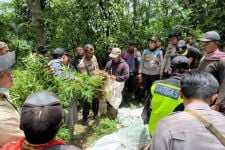 Ratusan Tanaman Ganja Ditemukan di Lereng Gunung Semeru, 2 Orang Ini Dalangnya - JPNN.com Jatim