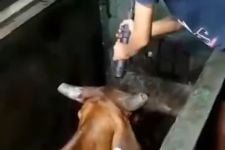 Viral Video Pemotongan Sapi di RPH Surabaya Ditembak, Begini Faktanya    - JPNN.com Jatim