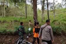 Pohon di Jalur Trenggalek-Pacitan Rapuh dan Rentan Tumbang, Harap Wapada - JPNN.com Jatim