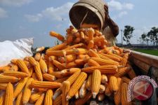 Dispertan Kabupaten Garut Menargetkan Produksi Jagung di Tahun Depan Mencapai 650 Ribu Ton - JPNN.com Jabar