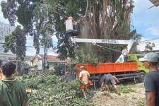 Pertigaan Beringin Kasongan Ditutup, Pohon Besar Sedang Dipangkas - JPNN.com Jogja