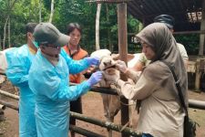 Sapi di Kota Semarang yang Positif PMK Berjumlah 26 Ekor, Pemkot Langsung Bergerak - JPNN.com Jateng