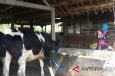 Puluhan Sapi Terjangkit PMK di Semarang, Peternak Diminta Lapor Cepat - JPNN.com Jateng