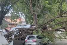 Nissan Livina Ringsek Tertimpa Pohon di Semarang - JPNN.com Jateng