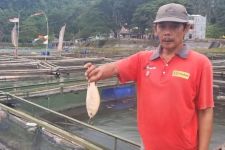 Ribuan Ikan Keramba di Telaga Ngebel Mati Mendadak, Pembudidaya Rugi Puluhan Juta - JPNN.com Jatim