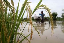 Banjir Rendam 1.289,7 Hektare Sawah di Jateng, Petani Terancam Gagal Panen - JPNN.com Jateng