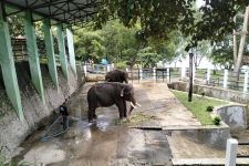 Gajah di Taman Satwa Waduk Gajah Mungkur Wonogiri Dirantai, BKSDA Buka Suara - JPNN.com Jateng