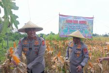 Polisi Bersama Petani Serang Panen Raya Jagung di Lahan 10 Hektare - JPNN.com Banten