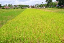 Lumbung-Lumbung Pangan di Gunungkidul - JPNN.com Jogja