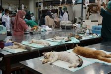 UGM Mensterilkan Puluhan Kucing Liar - JPNN.com Jogja