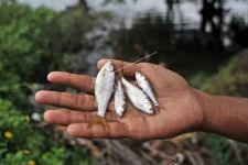 Akan Ada Sanksi Bagi yang Nekat Menangkap Ikan dengan Setrum atau Racun - JPNN.com Jogja