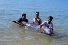  Lihat, Nelayan Bengalon Temukan Lumba-lumba Terluka Terdampar di Pantai Kutim - JPNN.com Kaltim