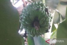 Pisang Kepok Grecek Khas Kutim yang Legit Laris Manis Hingga ke Pasar Luar Negeri - JPNN.com Kaltim