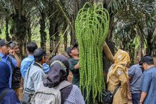 Balikpapan Siapkan Kebun Aren 5 Hektare untuk Suplai Kebutuhan Gula di IKN - JPNN.com Kaltim