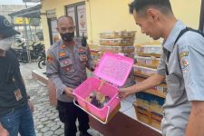 Ribuan Satwa Liar Diamankan KSKP Bakauheni Lampung - JPNN.com Lampung