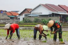 Lihat Tuh Cara Prajurit TNI Membantu Masyarakat Bandar Lampung, Sampai Masuk ke Sawah - JPNN.com Lampung