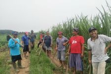 Petani di Lampung Pilih Pupuk Organik, Hasilnya Terbukti Lebih Baik - JPNN.com Lampung
