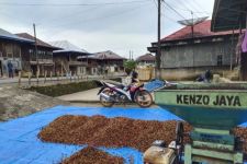 Pemprov Lampung Tingkatkan Produktivitas Kopi Robusta  - JPNN.com Lampung