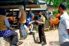 Sapi di Lombok Tengah Terjangkiti PMK, Wajib Karantina! - JPNN.com NTB