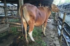 Tolong! Hampir 6.000 Ternak Terjangkit PMK di Lombok Tengah, Obat Hewan Masih Langka - JPNN.com NTB