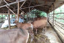 Update PMK: 19 Ribu Ternak di Lombok Tengah Sembuh, Sisa 4.000 Masih Sakit - JPNN.com NTB