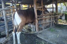 Jelang Iduladha, Harga Daging di Lombok Tengah Stabil - JPNN.com NTB