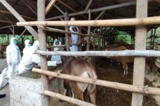 4.227 Ternak PMK di Lombok Tengah Segera Sembuh, 5.000 Dosis Vaksin Menyusul - JPNN.com NTB
