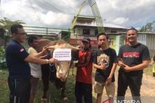 1 Ton Sapi dari Gubernur Zulkieflimansyah ke Lombok Timur, Lihat Reaksi Warga - JPNN.com NTB