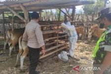Vaksinasi PMK di Lombok Tengah Capai 50 Ribu, Masih Jauh dari Target - JPNN.com NTB