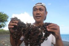 Siap-siap, Biogas Mikroalga Segera Hadir di Lombok Timur - JPNN.com NTB