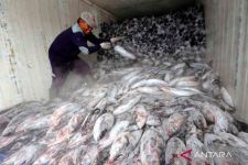 Kado HUT ke-77 RI, KKP Mengekspor 2.533 kg Tuna Papua ke Jepang - JPNN.com Papua