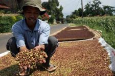 Harga Pala dan Cengkeh Merosot - JPNN.com