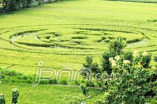 Lapan Yakin Crop Circle Buatan Manusia - JPNN.com