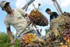 Harga Sawit Turun, Karet Stabil - JPNN.com