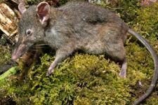 Ilmuwan Temukan Tikus Ompong di Sulawesi - JPNN.com