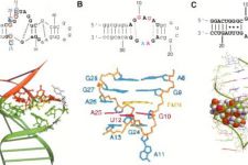 Aptamers, Senjata Baru Lawan Kanker - JPNN.com