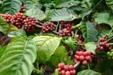 Jembatan Ambruk, Kebun Kopi Terisolir - JPNN.com