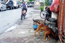 Hindari Terjangkit Rabies, Musnahkan Anjing Liar - JPNN.com