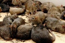 Misterius, Malam Jumat Ribuan Tikus Tiba-tiba Muncul - JPNN.com