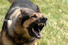 437 Warga Digigit Anjing, Dua Meninggal - JPNN.com