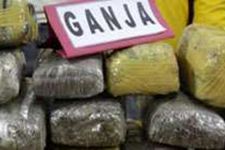 Polisi Musnahkan 5,5 Hektare Ladang Ganja, Tapi 800 Kg Dibawa - JPNN.com