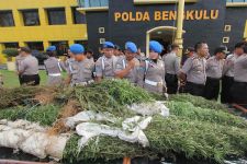 Gila! Ada Ladang Ganja Seluas 5,5 Hektare! - JPNN.com