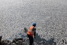Ya Ampun! Ikan Mati Gara-Gara Tercemar Limbah - JPNN.com