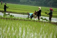 Anggaran Dipotong Rp 12 M, Program Cetak Sawah Molor - JPNN.com