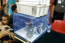 Jual Elang Tikus di Facebook, Pemuda Ini Mendekam di Penjara - JPNN.com