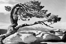 Karya Fotografer Ansel Adams Ditemukan saat Garage Sale - JPNN.com