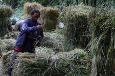 Ribuan Hektar Hutan Merapi Terbakar - JPNN.com