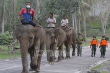 Lima Gajah Dievakuasi - JPNN.com