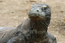 Dukung Taman Nasional Komodo jadi Keajaiban Dunia - JPNN.com